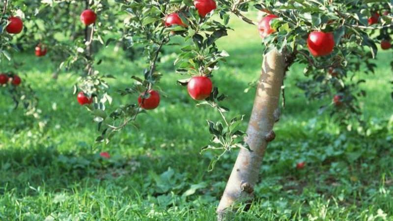 21 мың теңге жәрдемақы: Көпбалалы отбасылардың кейбірі ауласындағы жеміс ағашы үшін жәрдемақыдан қағылған - Қазақстан жаңалықтары