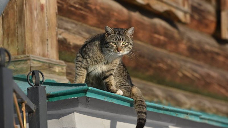 Егеуқұйрыққа тап берген мысық қарсылыққа ұшырап, қашып құтылды – видео  