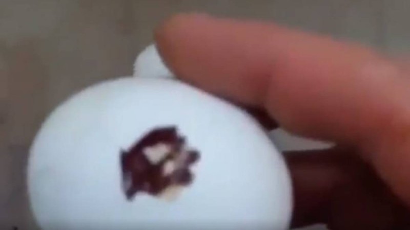 Өскемендік санитарлық дәрігерлер “гельді” жұмыртқаларды іздеуде (видео)