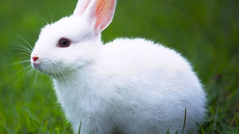 Қояндар туралы қызықты мәліметтер - Қазақстан жаңалықтары