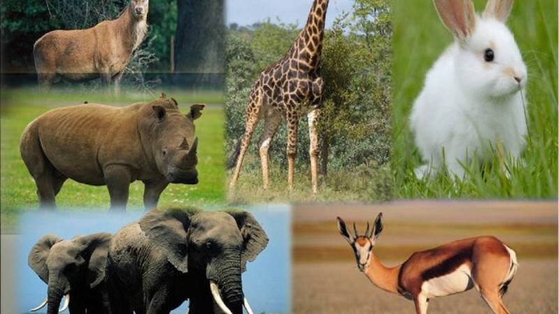 Сүтқоректілер туралы қызықты 10 мәлімет - Қазақстан жаңалықтары