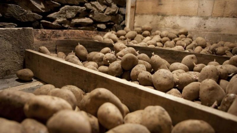 Ақмола облысында 4 адам шіріген картоптың кесірінен көз жұмды - Қазақстан жаңалықтары