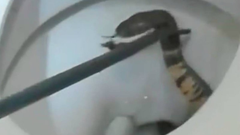 Унитаздан шыққан: Қоғамдық дәретханаға барған 5 жасар қызды кобра шағып ала жаздады  - Қазақстан жаңалықтары