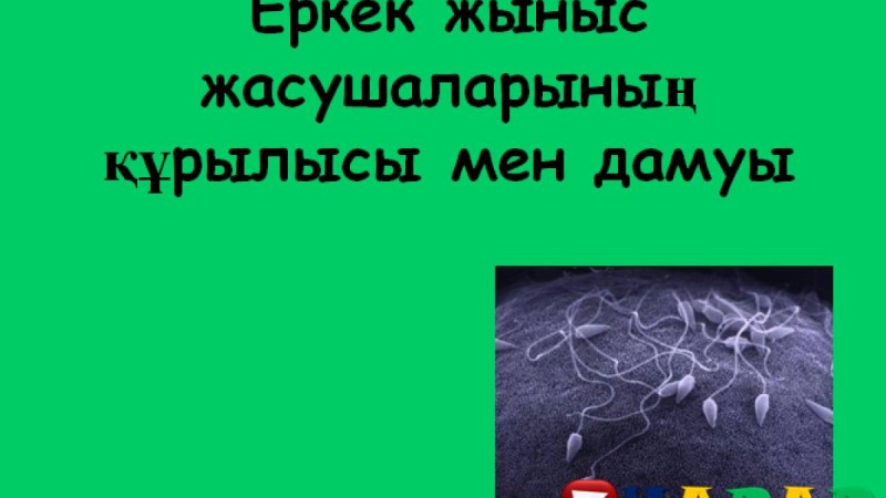 Презентация (слайд): Еркек жыныс жасушаларының құрылысы мен дамуы