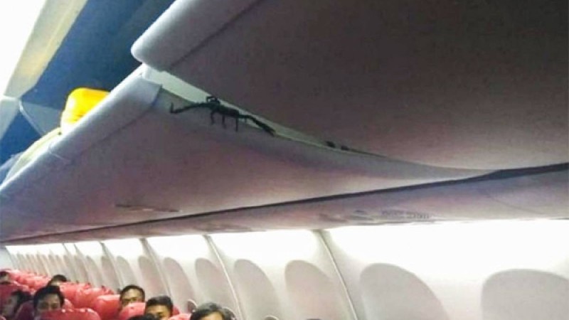 Бордттағы шаян ұшақ пассажирлерін ұлардай шулатқан