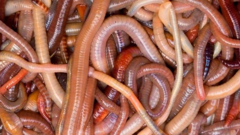 Түс жору: Құрт түсте болса. Түсінде құрттар болса. • Түс Жору