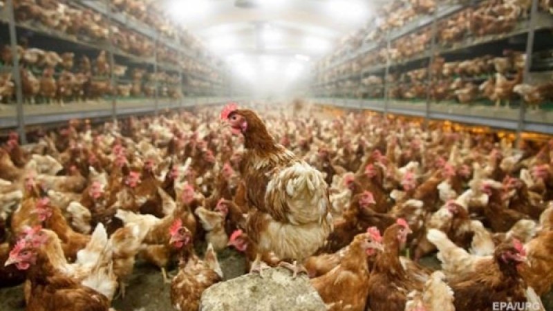 Видеошок: 10 мыңға жуық балапан өртеніп кеткен