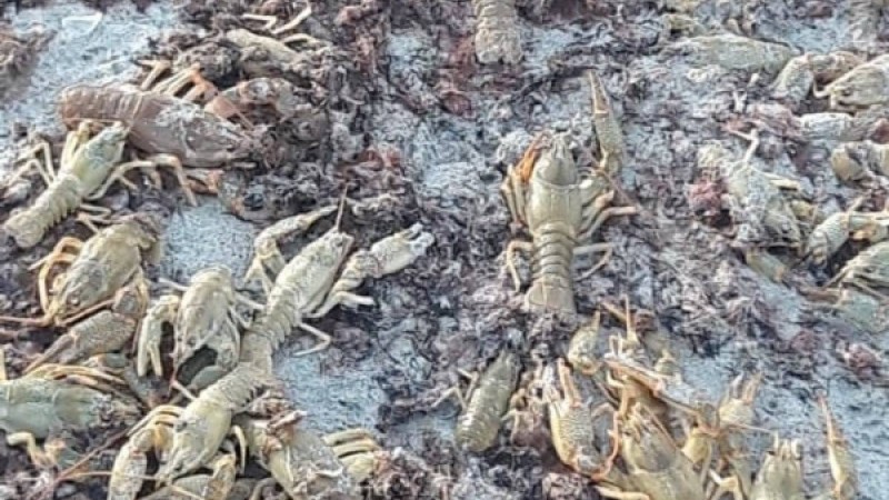 Жүздеген шаян Каспий жағалауына шығып қалған