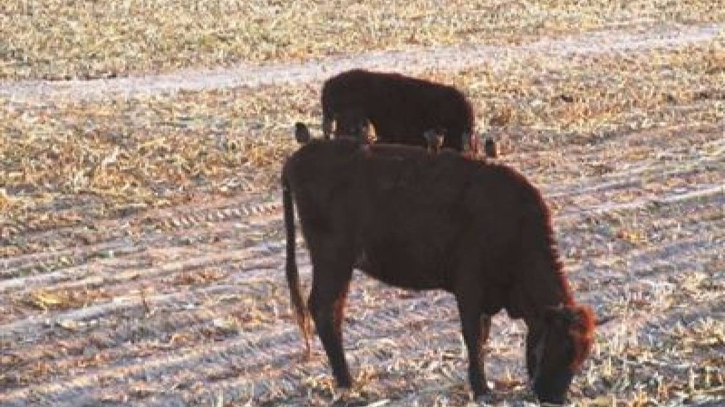 Жем-шөп тапшылығынан малды сатуға мәжбүр