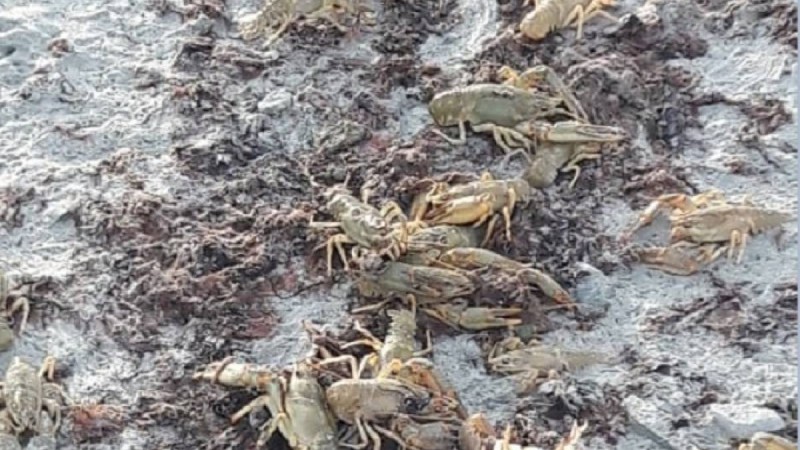 Жүздеген шаян Каспий жағасына шығып қалды (видео) - Қазақстан жаңалықтары