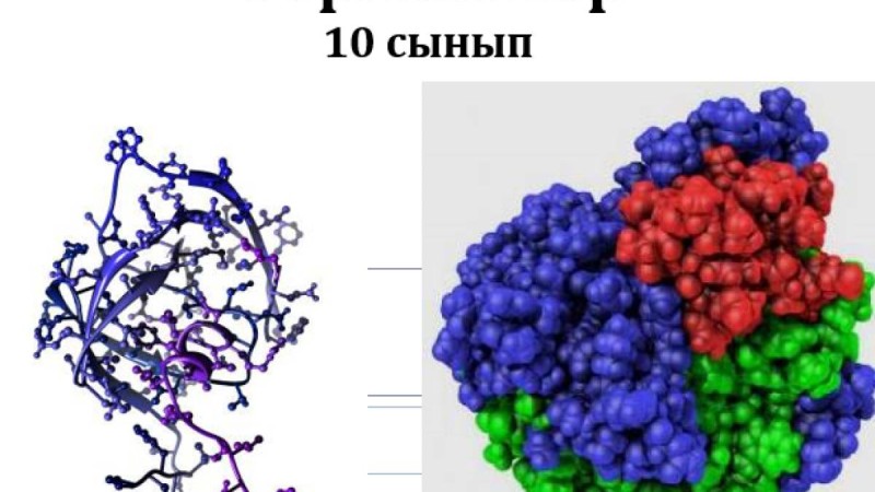 Ферменттер слайд,презентация - Биология - Презентация на казахском языке - Қазақша презентация