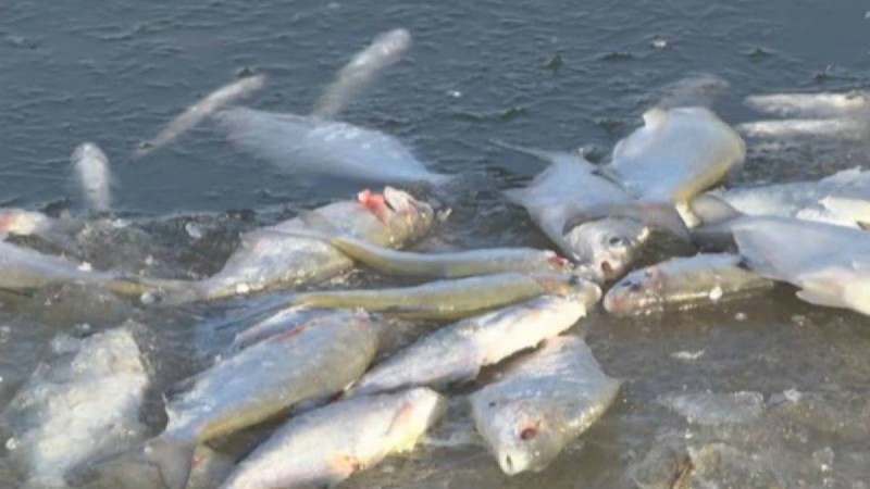 Жайық өзенінде 111 тоннадан астам балық қырылды: өлексені жинауға тұрғындар мен еріктілер де атсалысуда - Қазақстан жаңалықтары