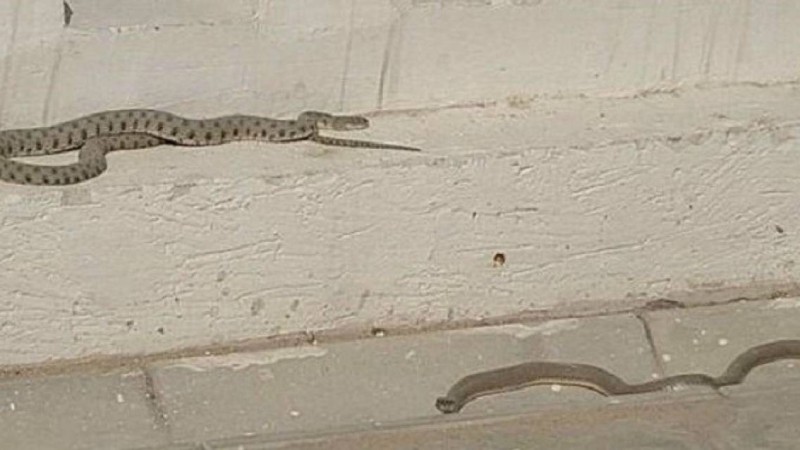 Ақтауда жағалауда өріп жүрген жыландар тұрғындарды шошытты (видео) - Қазақстан жаңалықтары