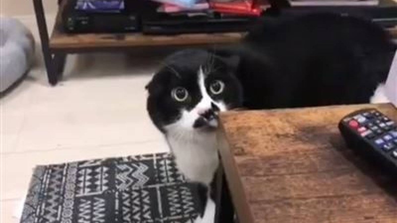 О, тоба: мысық грузин әнін үйреніп алыпты