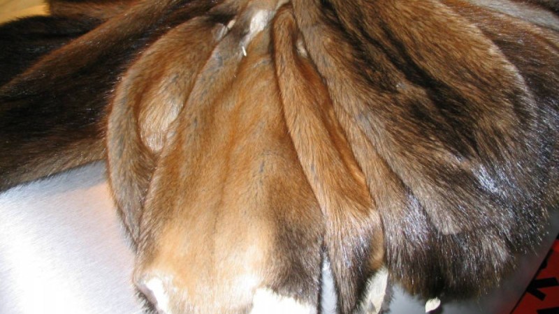 Алматы облысында бағалы терінің аса ірі партиясы тәркіленді