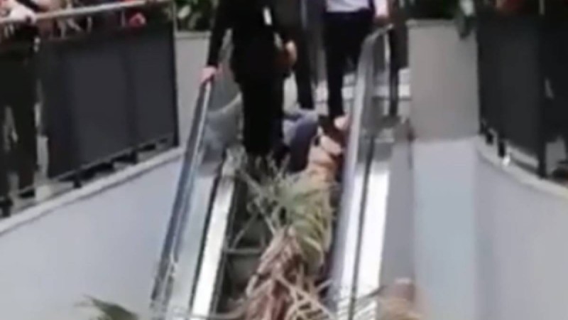 Астанадағы сауда орталығында әйелдің үстіне пальма құлады: Оған ота жасалады - Қазақстан жаңалықтары