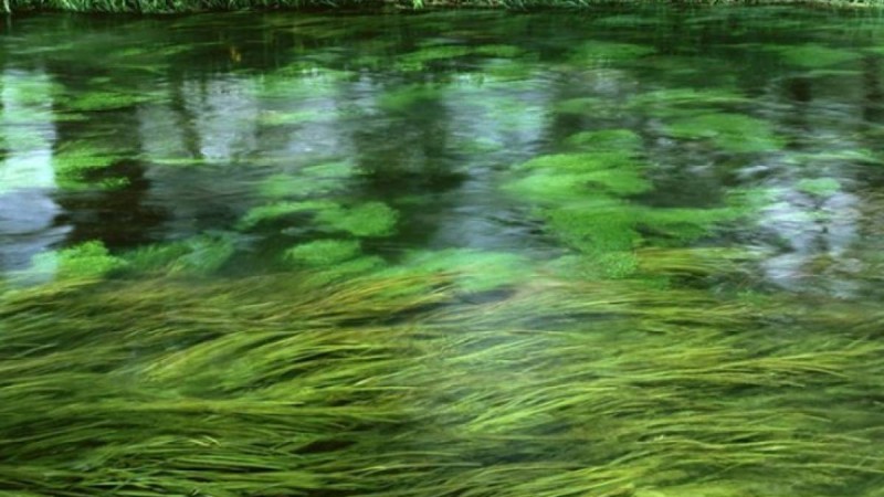 Теңіз өнімдерін арттыруға қалай қол жеткізді