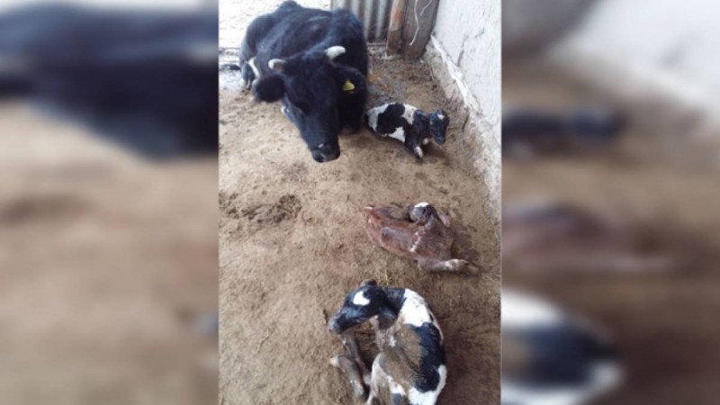 Жаңақорғанда сиыр үш бұзау туды