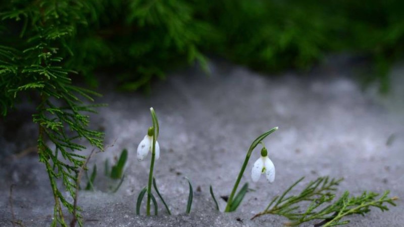 12-14 наурыз күндеріндегі ауа райына болжам