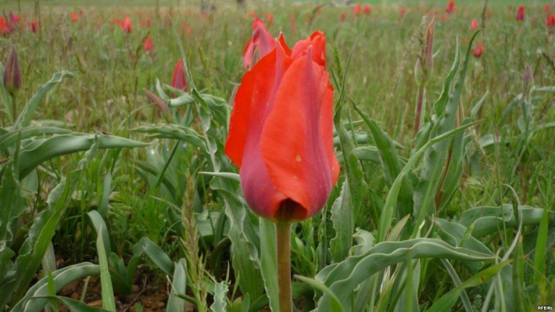 Түркістан облысында "қызғалдақ жұлған" сегіз азаматтың үстінен қылмыстық іс қозғалды