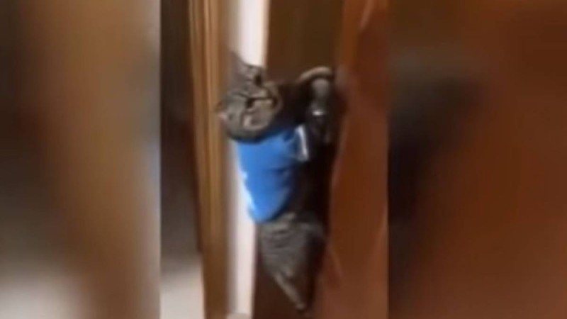 Ашшы есікті! - мысыққа "тіл үйретіп" еді, далаға шығар деп жалынды – күлкілі видео