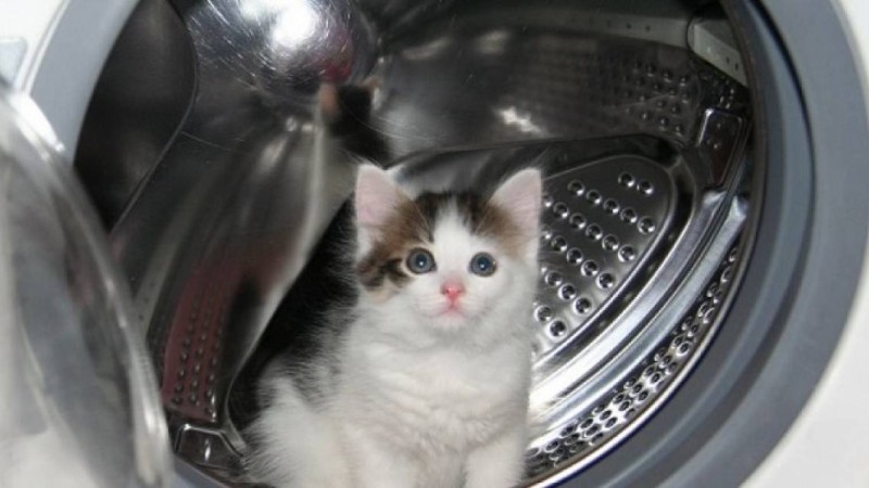 6 айлық мысық жарты сағат кір машинада айналса да тірі қалды - Қазақстан жаңалықтары