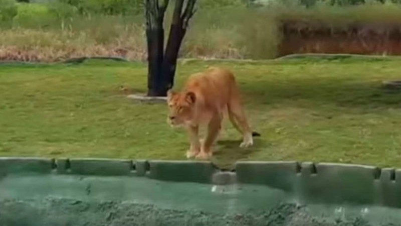 Туристер арыстанның ызасына тиді: оқиғаның соңын ешкім күтпеген