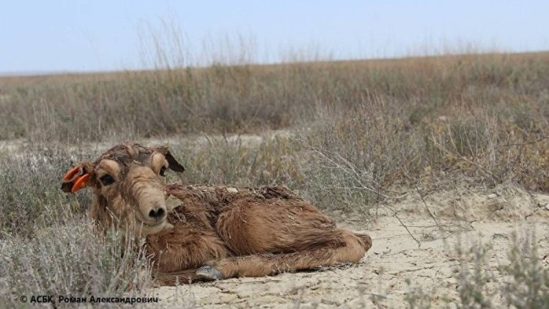 Қазақстанның екі облысында киіктерді қырып тастағандар ұсталды