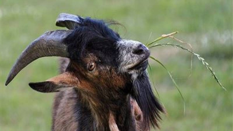 Метроға ешкімен кірген ер адам бүкіл жұртты әуре-сарсаңға салды