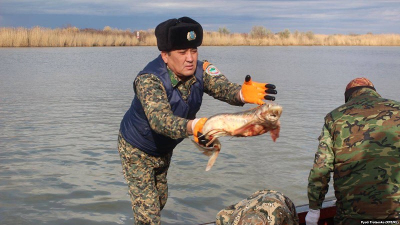 Жайық өзенінен екі күнде жарты тонна өлі балық жинаған