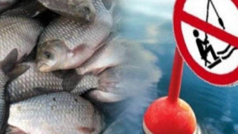 Ертісте балық аулауға тыйым салады