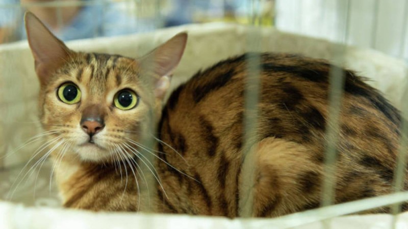 Мысық жарты сағат кір жуғыш машинада жуылса да, аман қалды