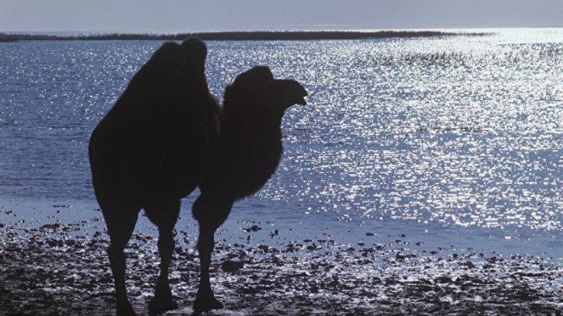 Түйені көлікпен қуған полицейлер жұрттың күлкісіне қалды – видео