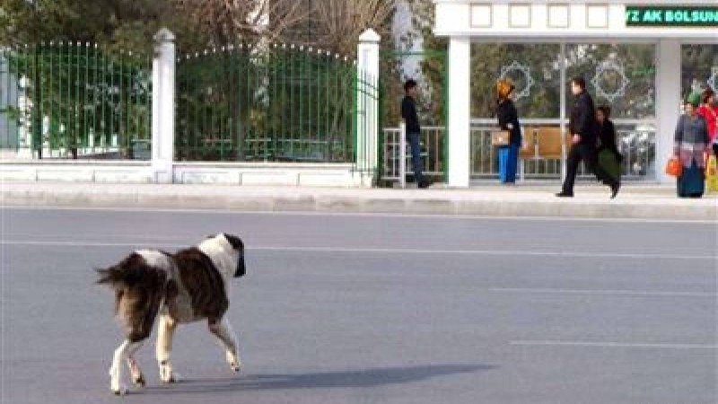 Қаңғыбас иттерді жойып жатыр | КТК