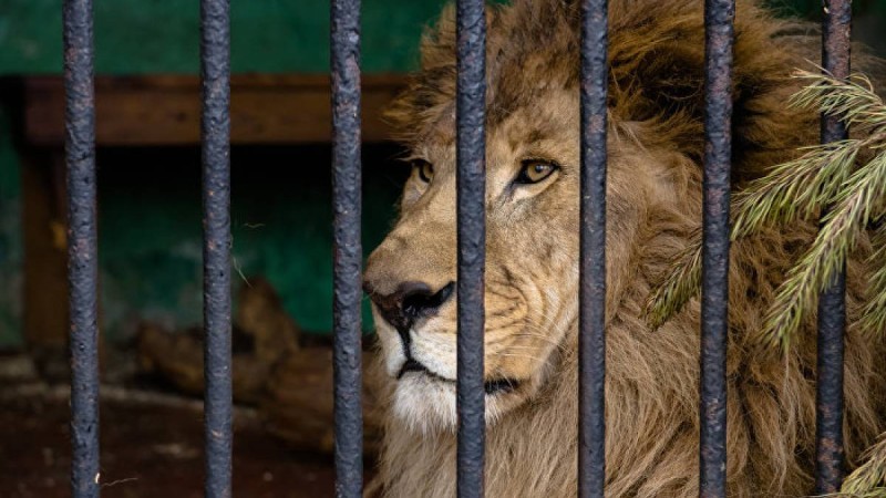 Арыстан өзін сипамақ болған туристің қолын тістеп жұлып ала жаздады – қорқынышты видео