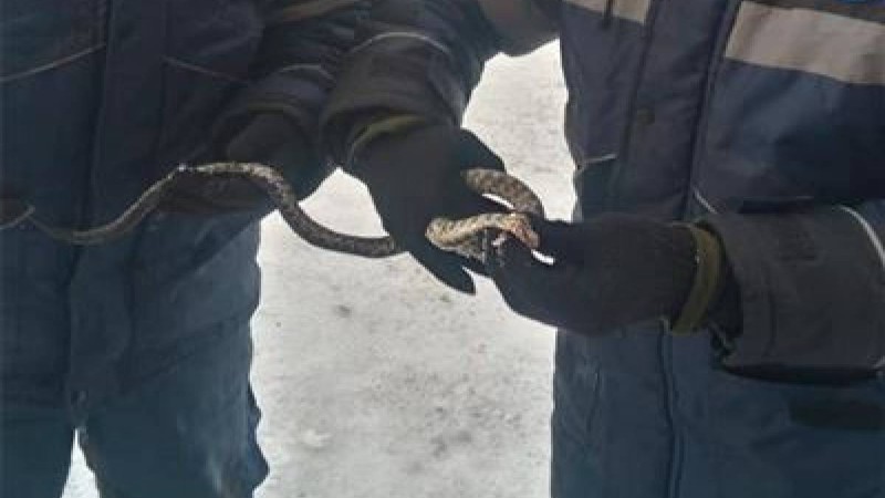 Қарағандыда пәтерден шыққан жылан елді шошытты