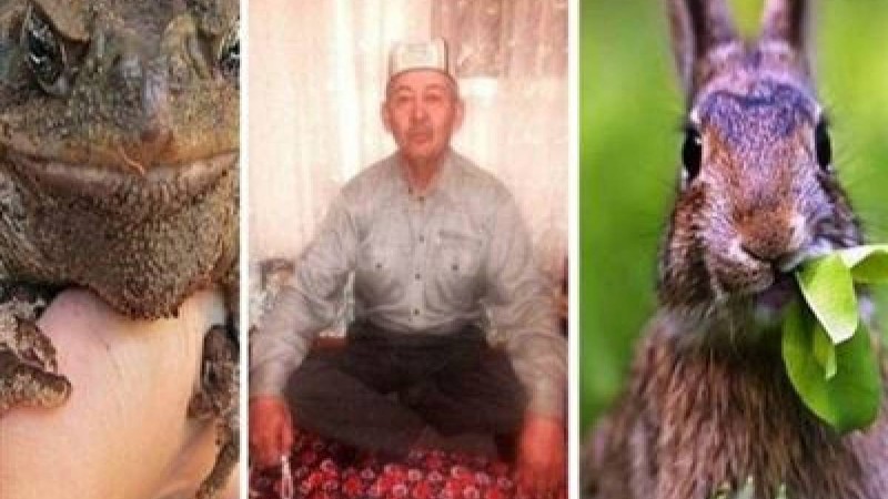 Түркістан облысынан шыққан емші адамдарды қоянның қанымен емдеп жүр