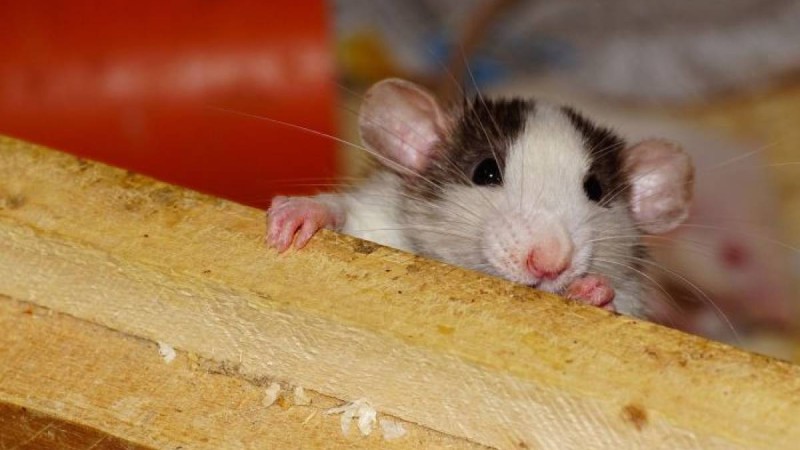 жалғызбасты әйелдің үйінен 30 тонна қоқыс шығарылды