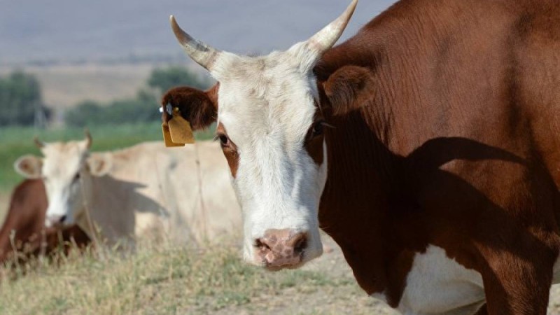 Қазақстаннан мал шығаруға тыйым салынуы мүмкін