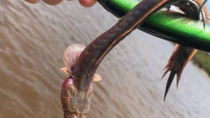 Көзі жоқ, аузы үлкен, тісі көп: Балық аулап жүрген ер адам біртүрлі жаратылысты тауып алды - Қазақстан жаңалықтары