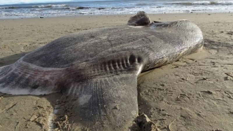 АҚШ-та жағажайға алып балық шығып қалған