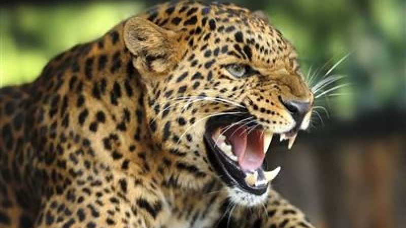 Шөлейт және шөл зоналары слайд, презентация - География