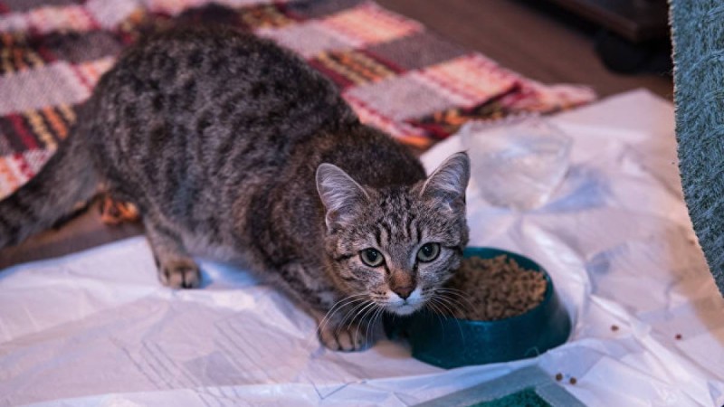 Мысық қыздың көз жасын сүртеді – видеоны жарты миллионнан аса адам көрді