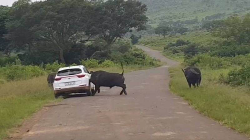 Буйвол туристердің көлігіне тап беріп, оны мүйізімен көтерді – видео