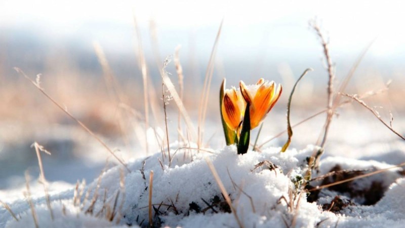 Наурыз айында ауа райы қандай болады? - Қазақстан жаңалықтары