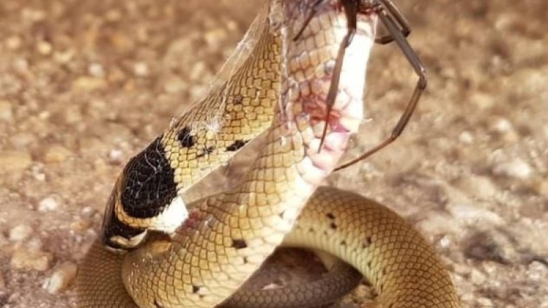 ​Өрмекші ең улы жыланды жеңген