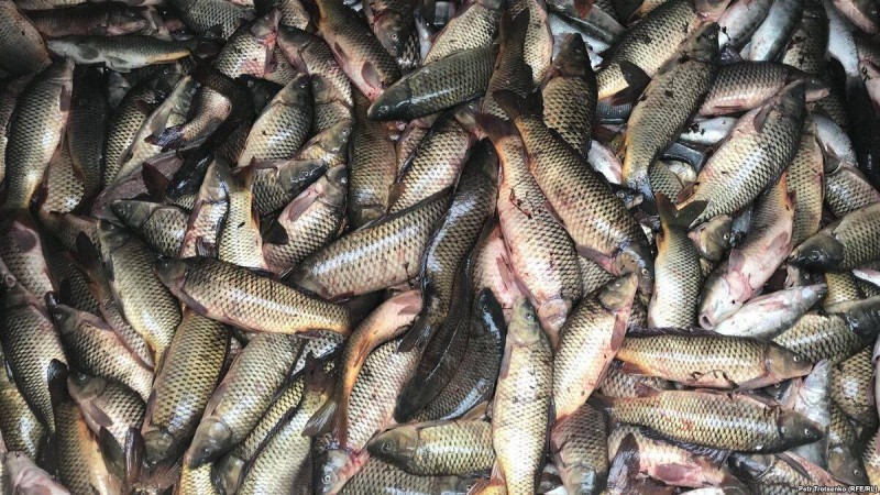 Жайық өзенін өлі балықтардан тазарта бастады