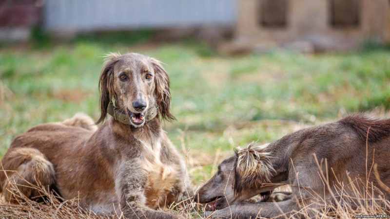 Тазы мен төбетке жойылу қаупі төніп тұр