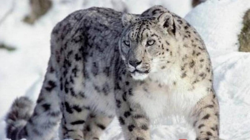 Қазақ тілінен сабақ жоспары: Қар барысы – сұлу аң (5 сынып, I тоқсан, 3 бөлім ) » ZHARAR