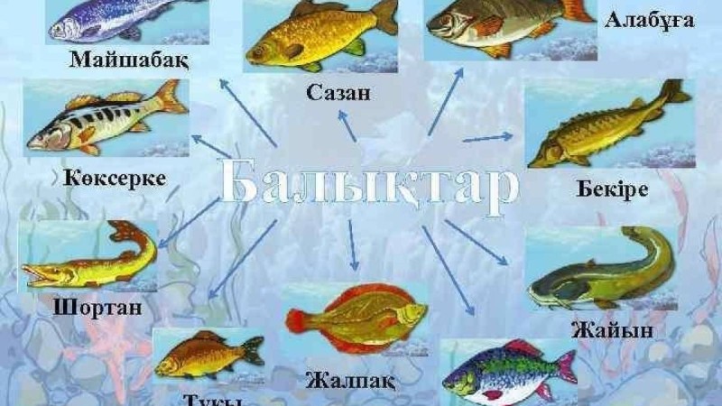 Қазақ тілінен сабақ жоспары: Балықтар №10 сабақ (3 сынып, I тоқсан, 1 бөлім) » ZHARAR